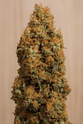 Humboldt Seed Organization - Green Crack CBD (fem.) 04911