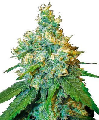 Sensi Seeds - Jack Herer (fem.) 05425