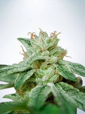 Ministry of Cannabis - CBD Star (fem.) 04869