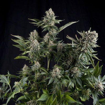 Pyramid Seeds - White Widow (fem.) 01768