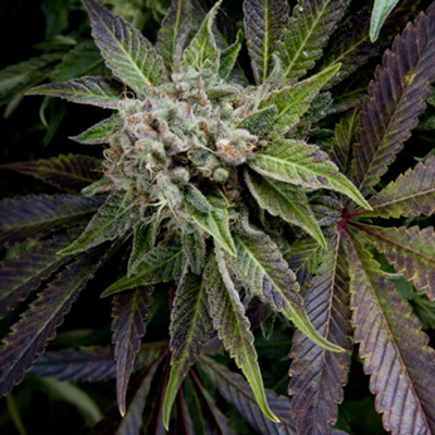 Pyramid Seeds - Blue Pyramid (fem.) 01757