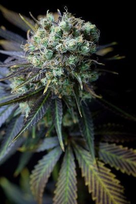 Dinafem - Dinamed CBD (fem.) 05139