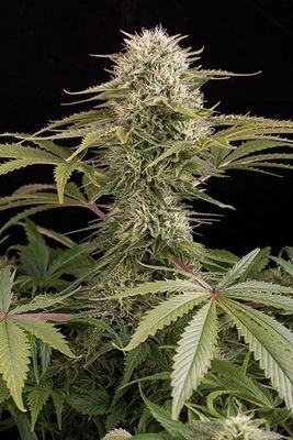 Dinafem - Kush-N-Cheese (fem.) 00026