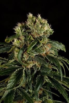 Dinafem - Santa Sativa (fem.) 01131