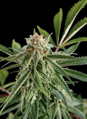 Dinafem - Royale Haze (fem.) 01130