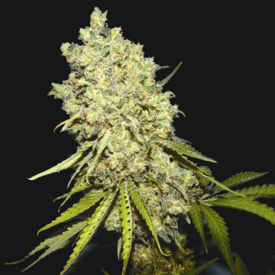 Biohazard Seeds - Somanta (fem.) 04667