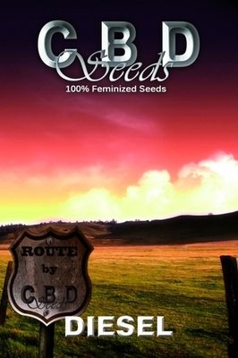 CBD Seeds - Diesel (fem.) 04689