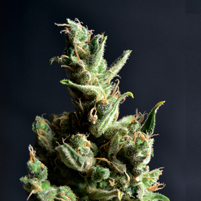 CBD Seeds - Amnesia 5 (fem.) 04712