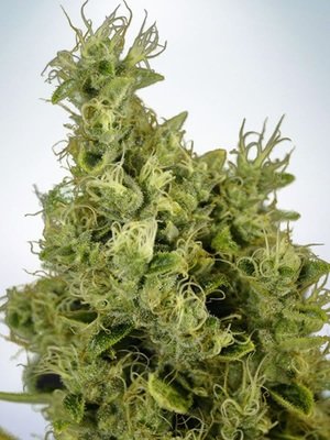 Ministry of Cannabis - Mandarin Haze (fem.) 04871
