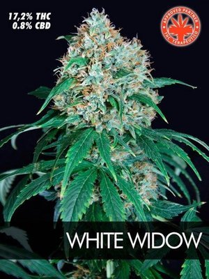 Pure Seeds - White Widow (fem.) 05073