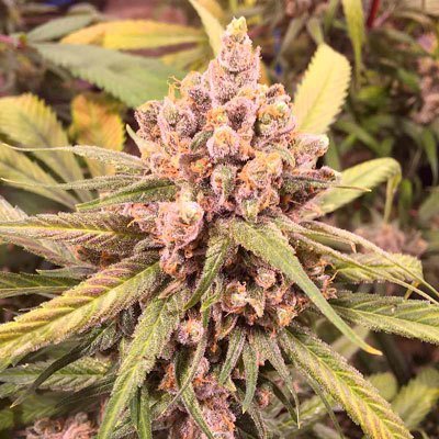 Loud Seeds - Dementia (fem.) 05060