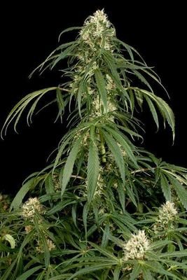 Dinafem - Super Silver (fem.) 01133