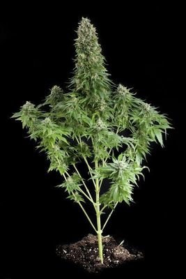 Dinafem - White Siberian (fem.) 01084