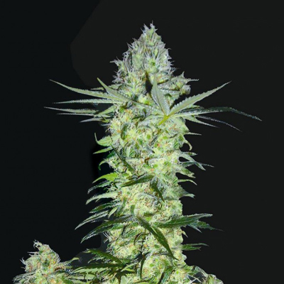 Biohazard Seeds - Goddess Kali (fem.) 04664