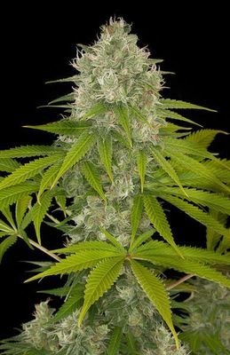 Dinafem - Power Kush (fem.) 01127