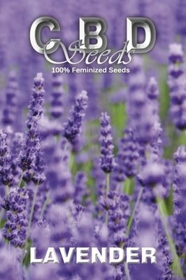 CBD Seeds - Lavender (fem.) 04688