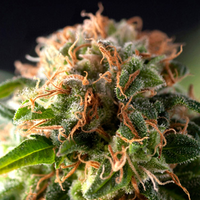 Pyramid Seeds - Fresh Candy (fem.) 01752