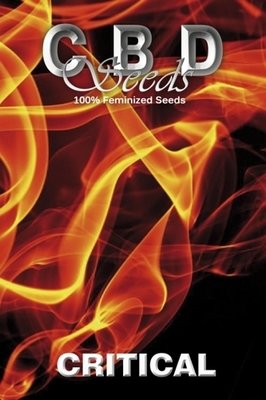 CBD Seeds - Critical (fem.) 04686