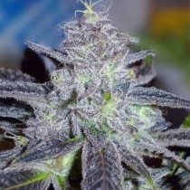 Medical Seeds - Hammerhead (fem.) SMSF030004