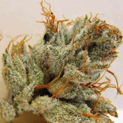 Biohazard Seeds - Napalm (fem.) 04666