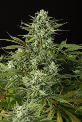 Dinafem - Cheese CBD (fem.) 04618