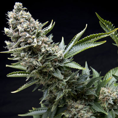 Pyramid Seeds - New York City (fem.) 01762