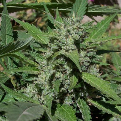 Biohazard Seeds - Big Lights (fem.) 04662