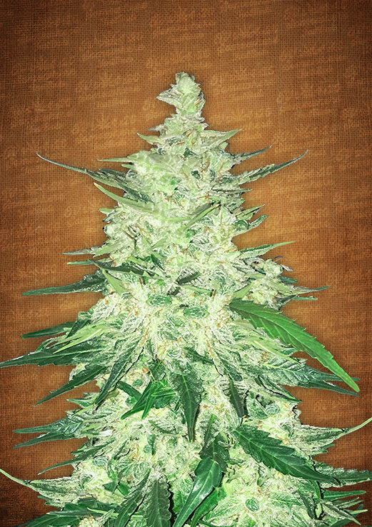 FastBuds - CBD Auto 1:1 aka CBD Crack (auto/fem.)