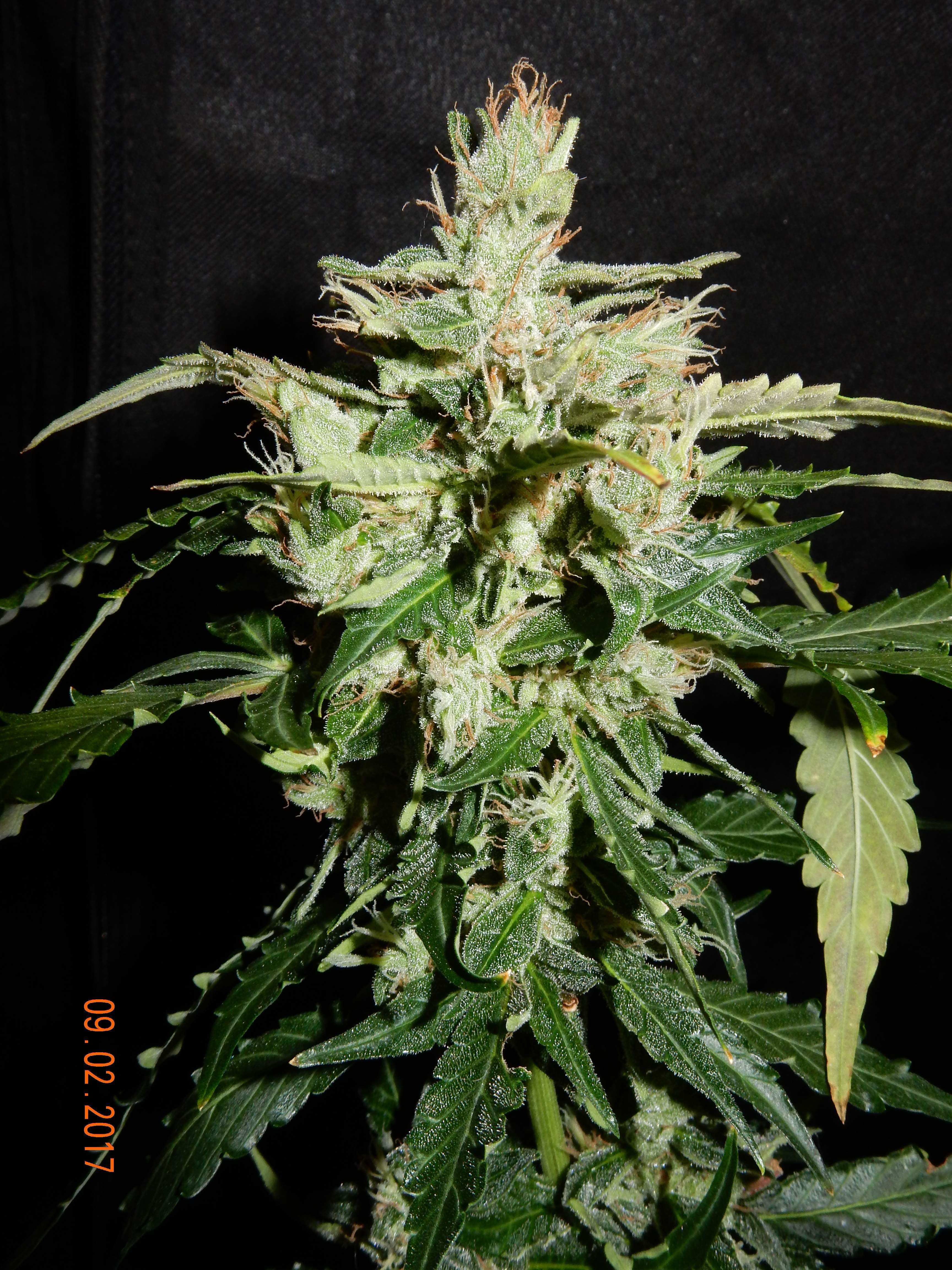 FastBuds - CBD Auto 1:1 aka CBD Crack (auto/fem.)