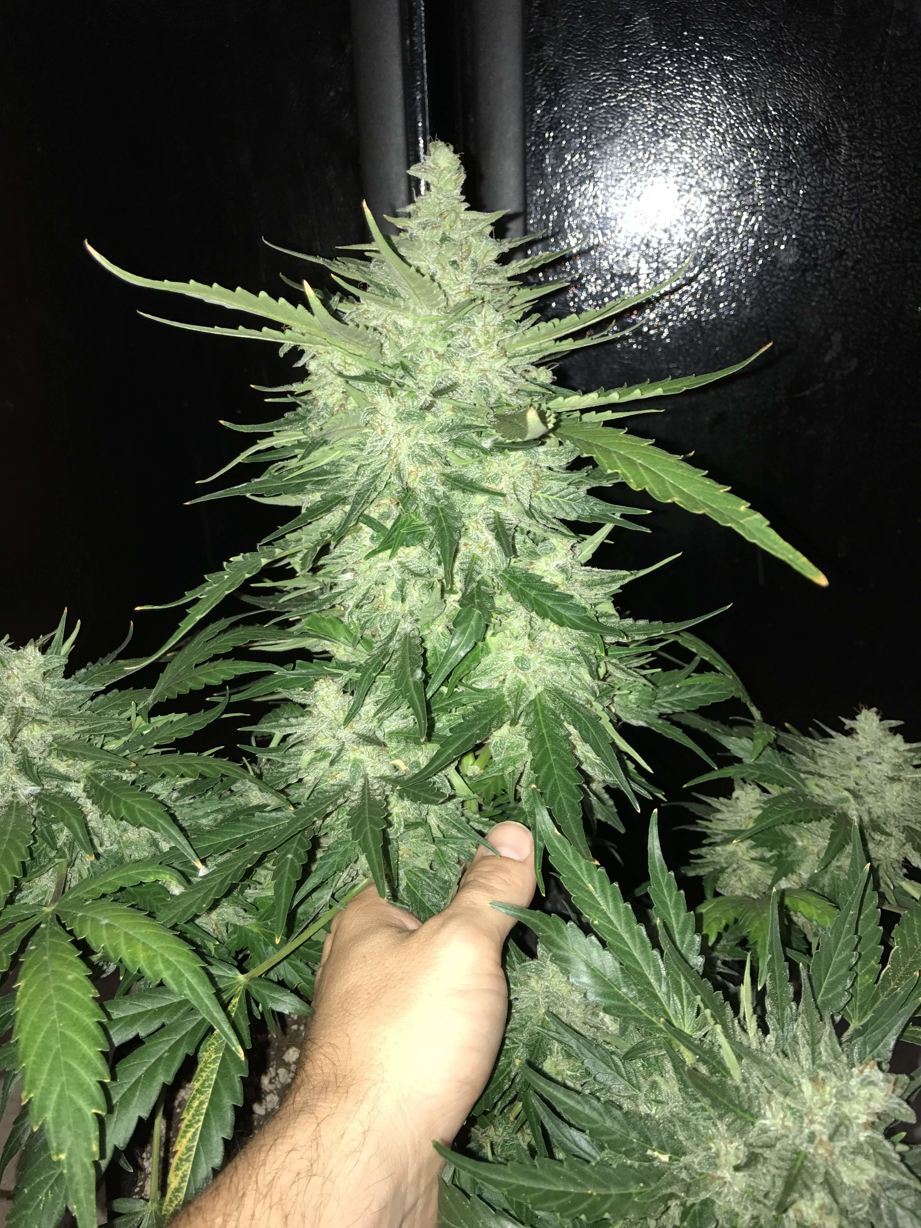 FastBuds - CBD Auto 1:1 aka CBD Crack (auto/fem.)