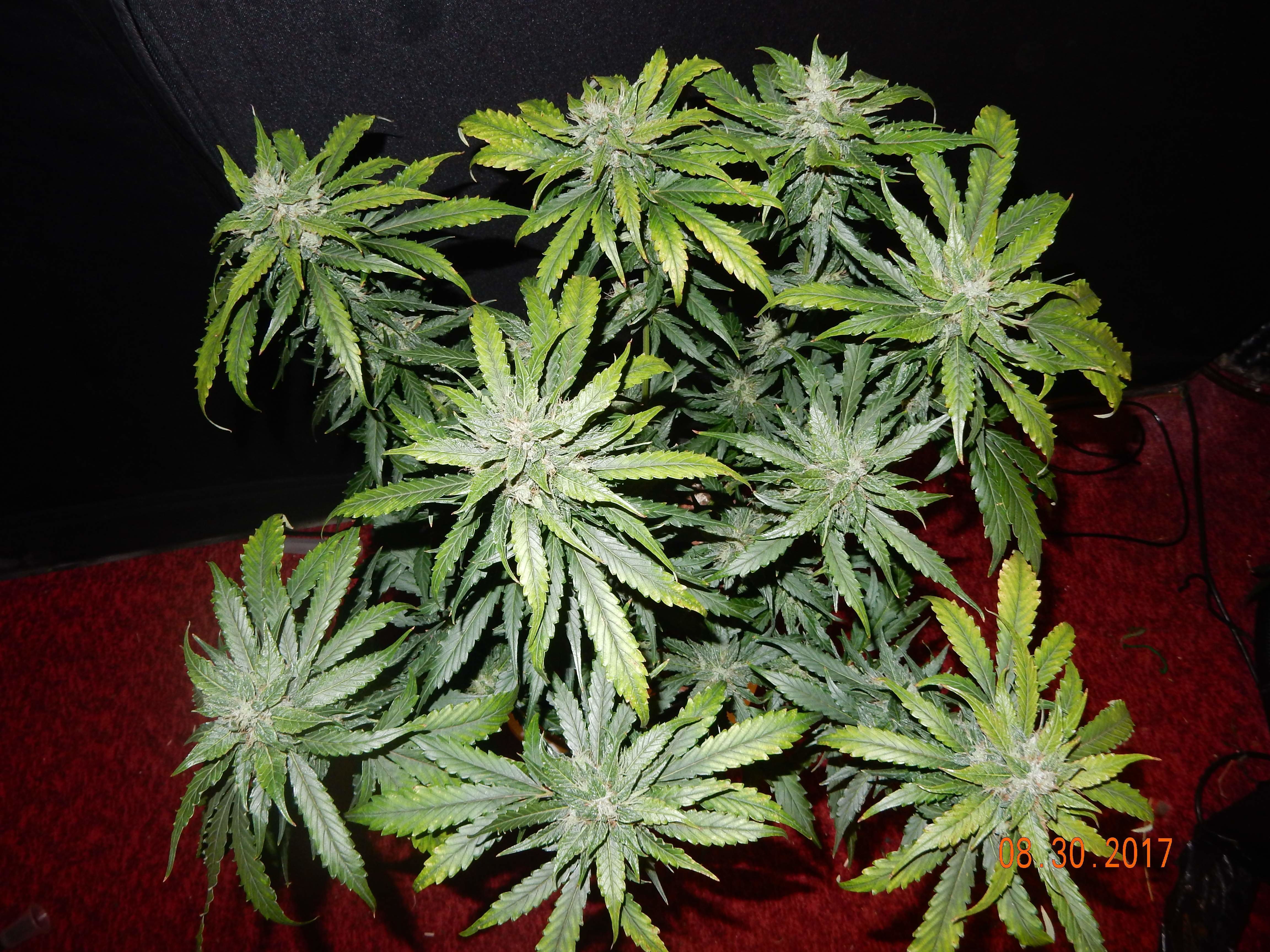 FastBuds - CBD Auto 1:1 aka CBD Crack (auto/fem.)