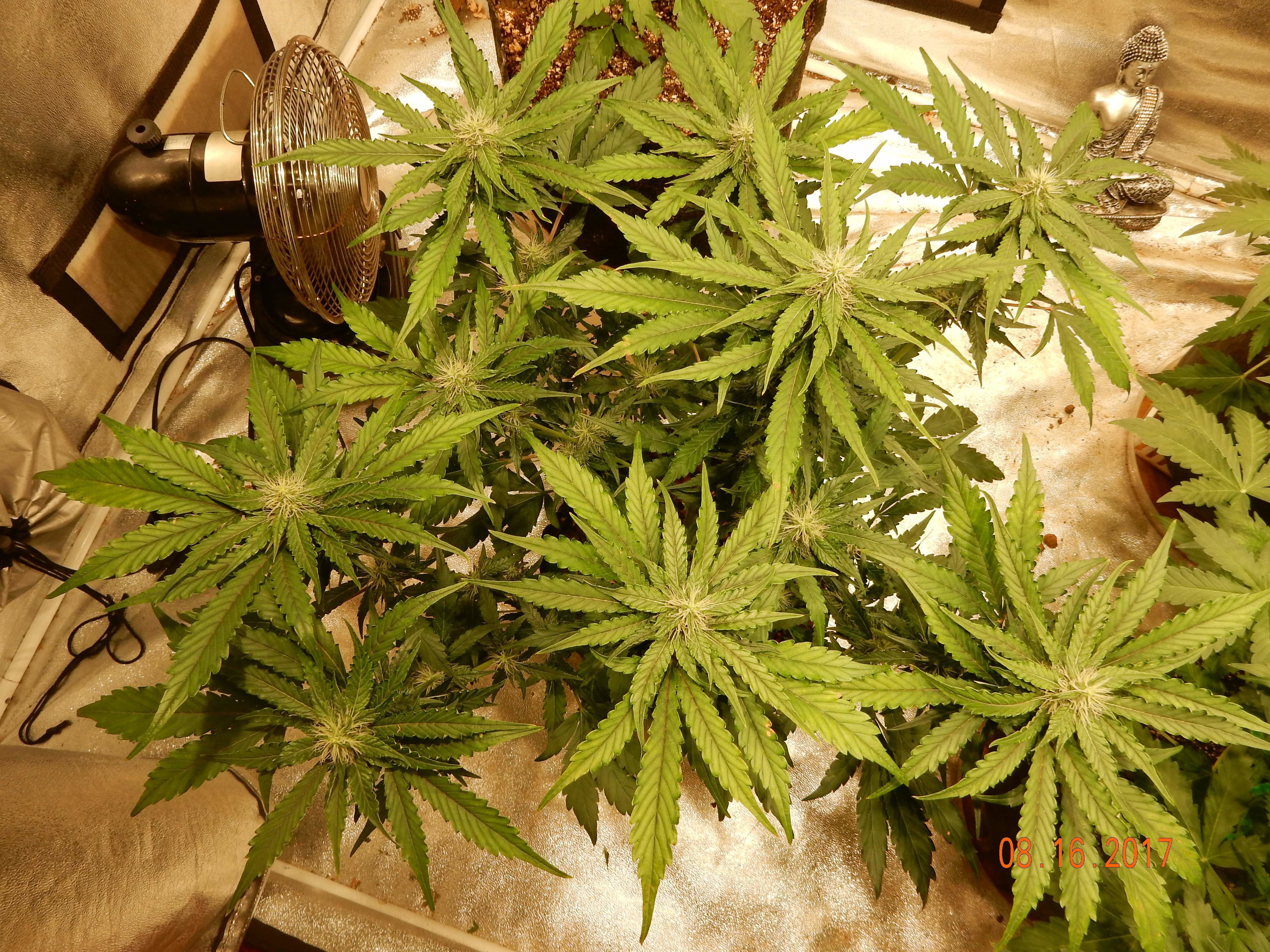 FastBuds - CBD Auto 1:1 aka CBD Crack (auto/fem.)