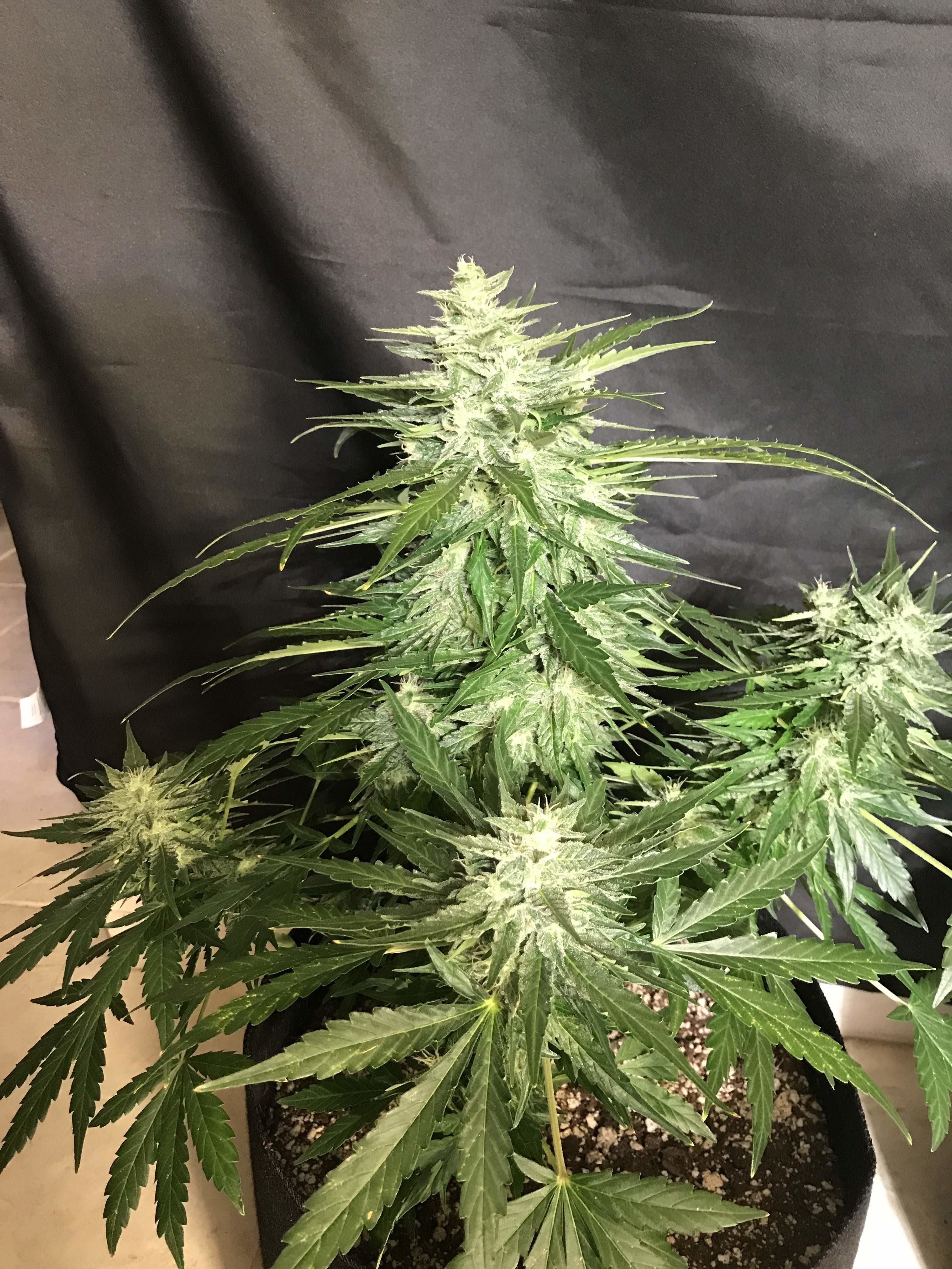 FastBuds - CBD Auto 1:1 aka CBD Crack (auto/fem.)