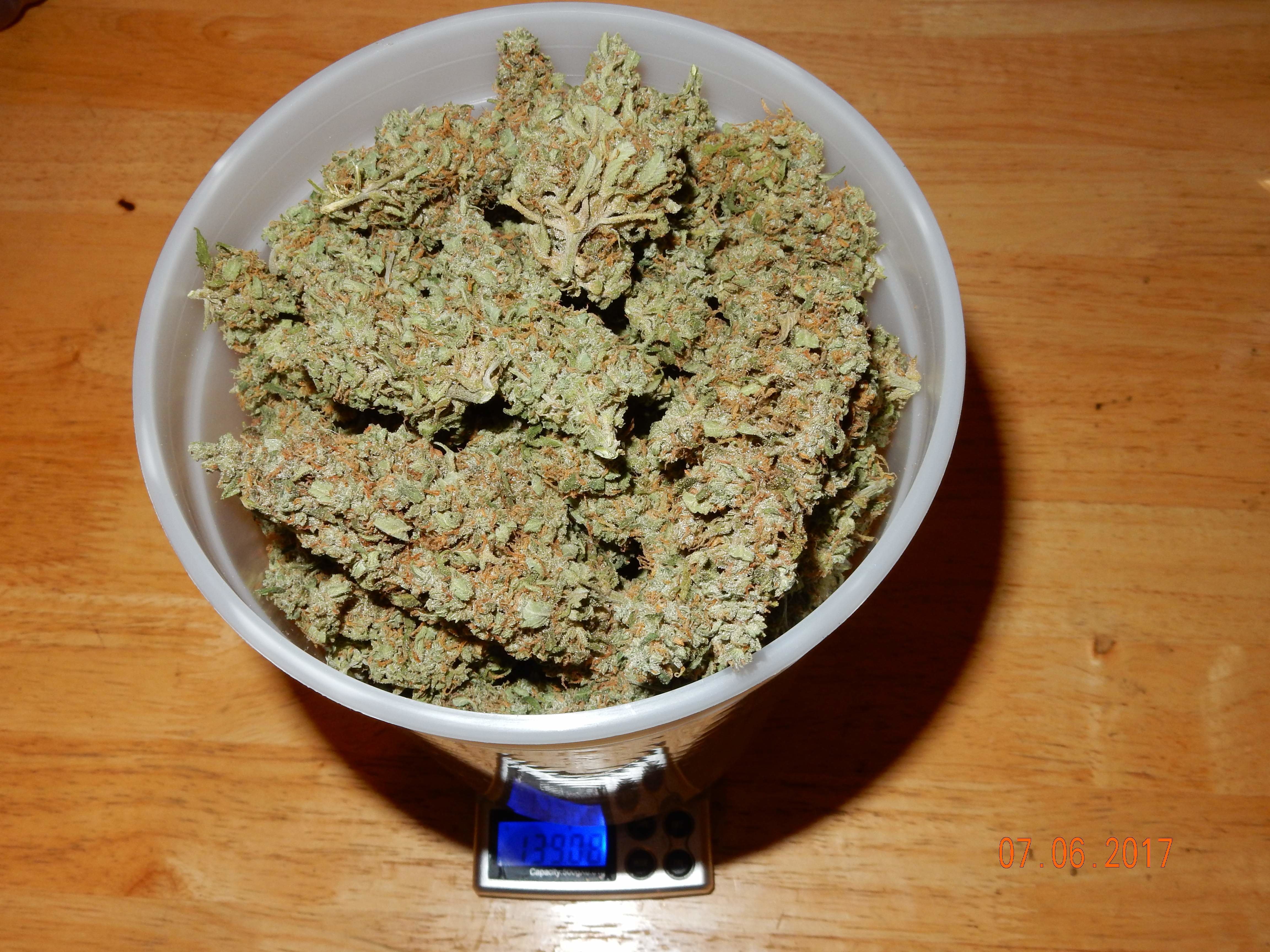FastBuds - Blue Dreammatic (auto/fem.)