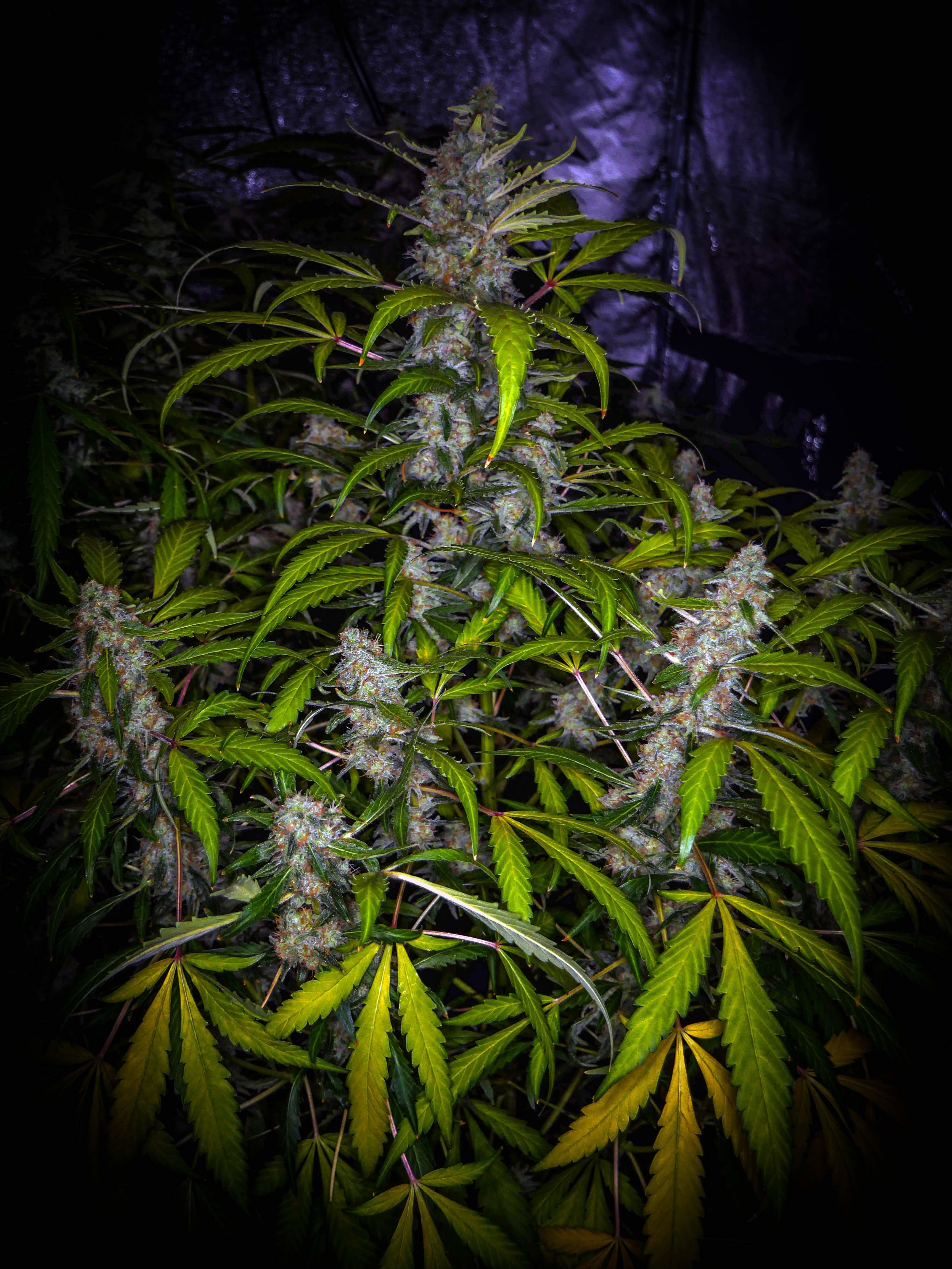 FastBuds - Blue Dreammatic (auto/fem.)