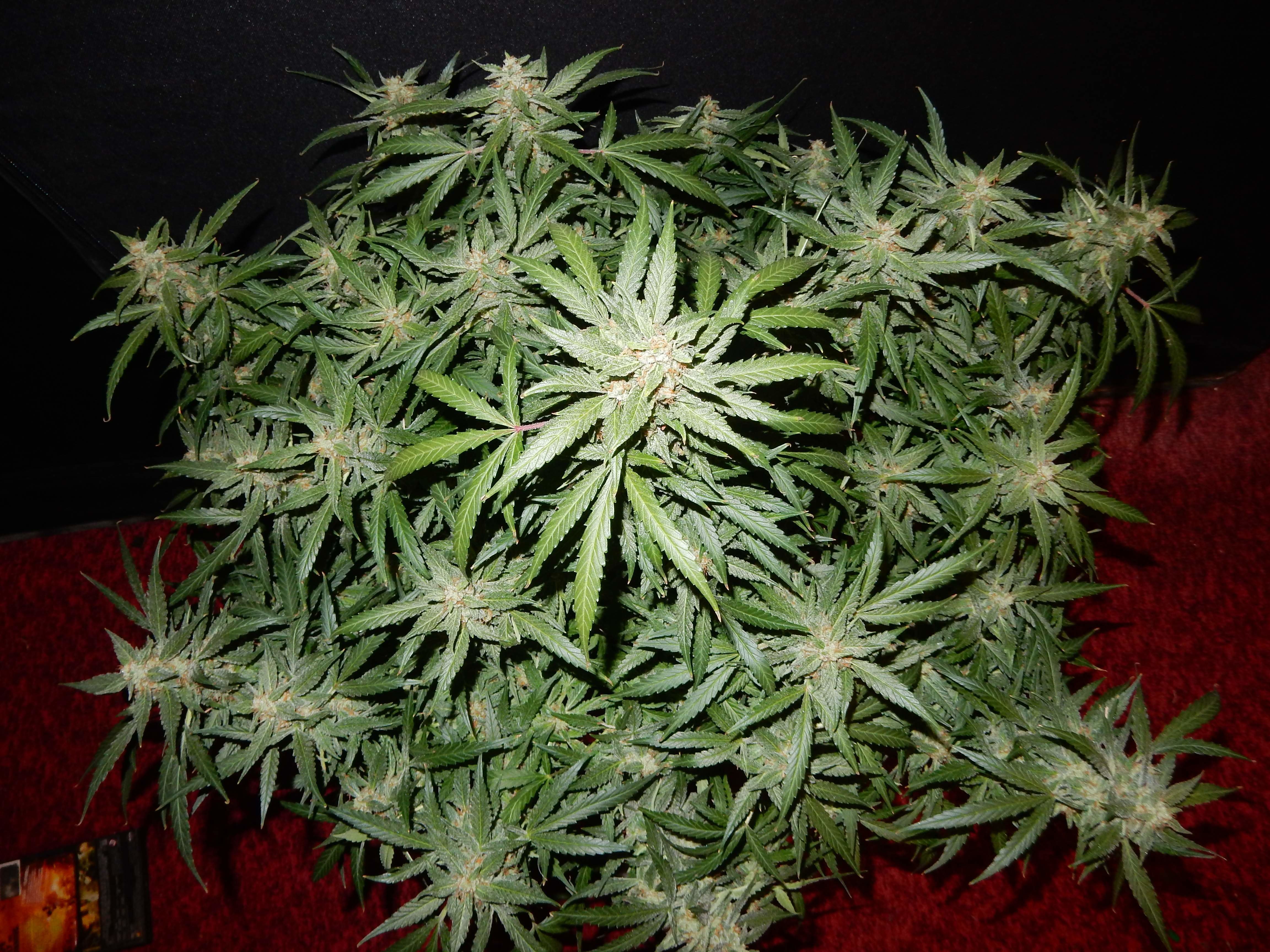 FastBuds - Blue Dreammatic (auto/fem.)