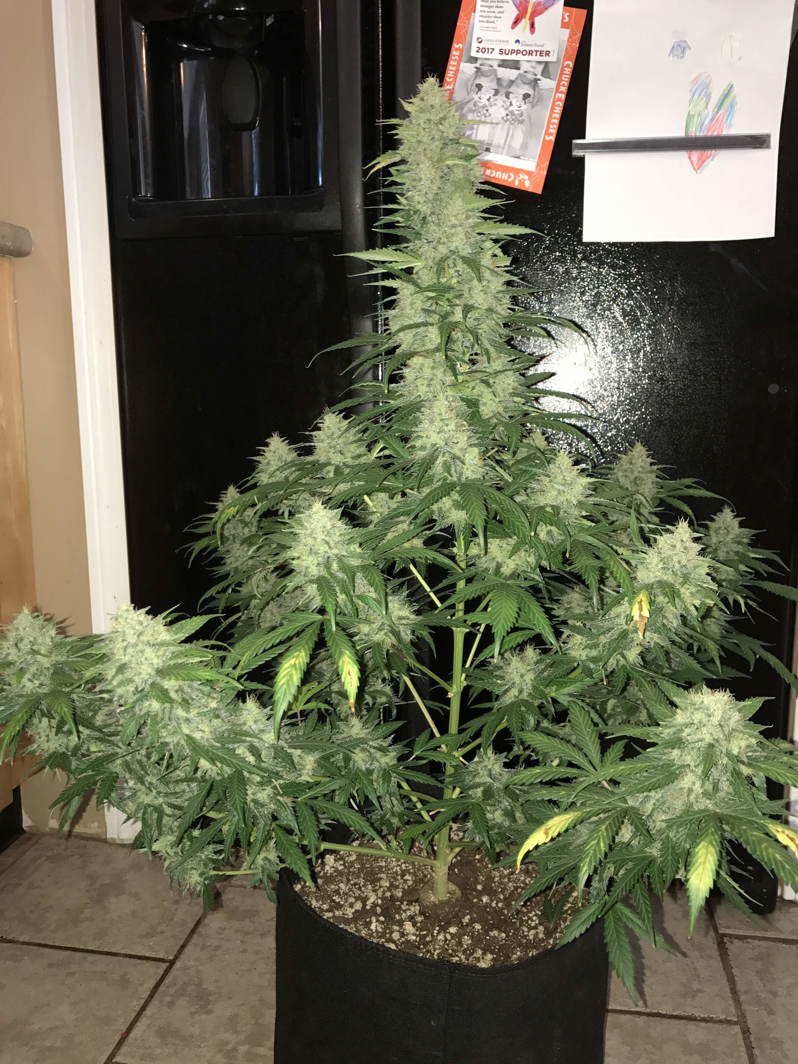 FastBuds - Blue Dreammatic (auto/fem.)