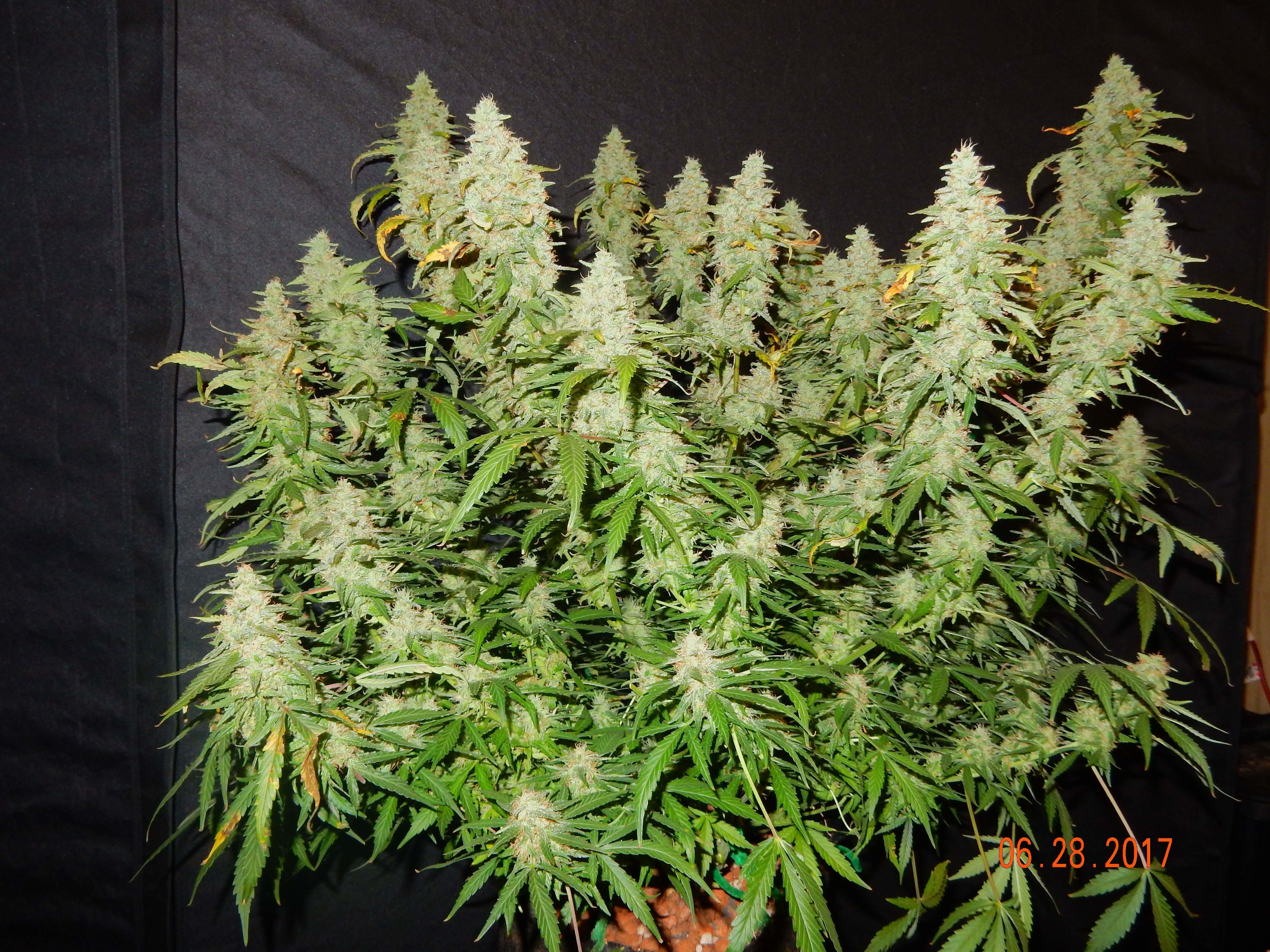 FastBuds - Blue Dreammatic (auto/fem.)