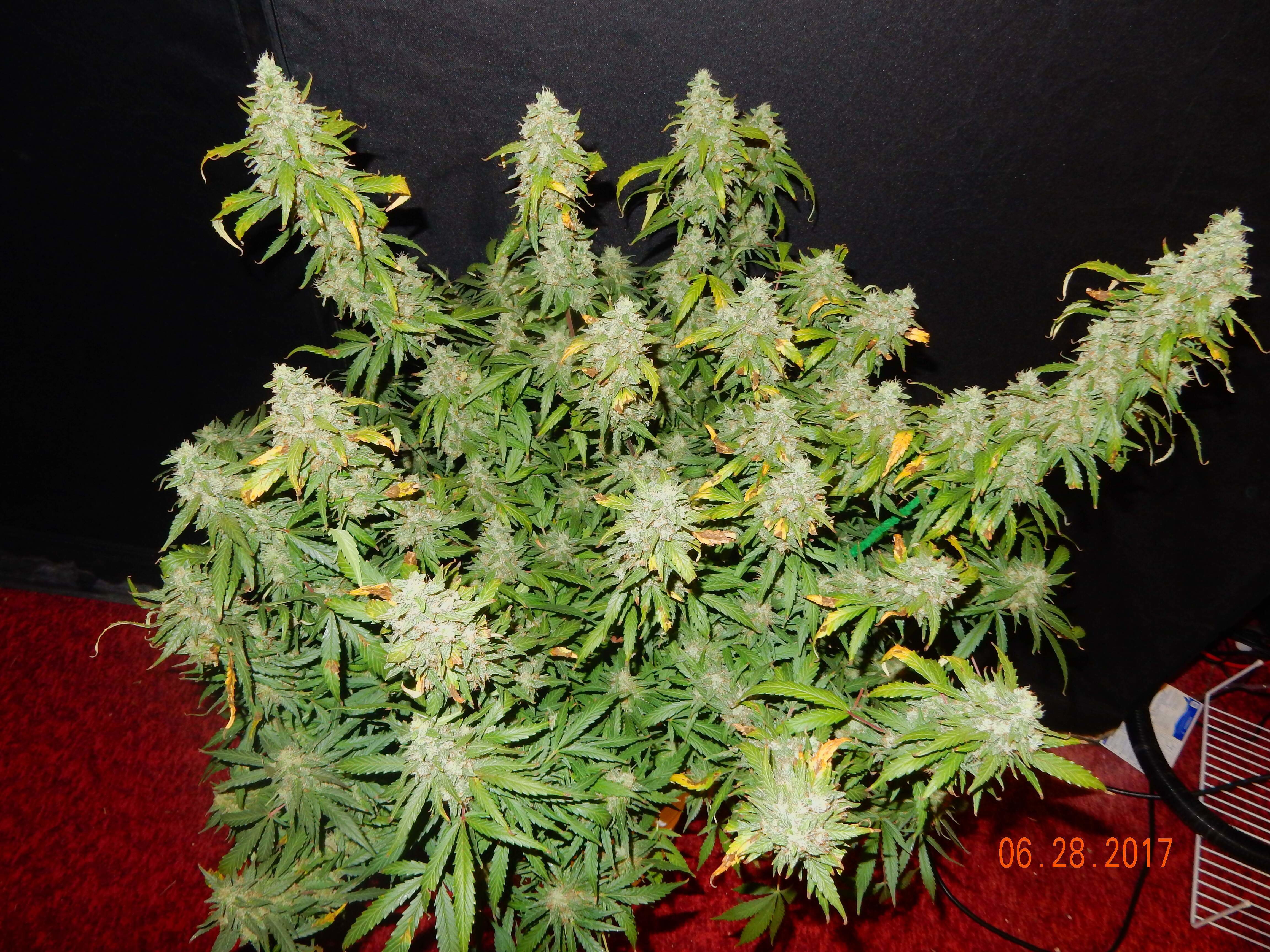 FastBuds - Blue Dreammatic (auto/fem.)
