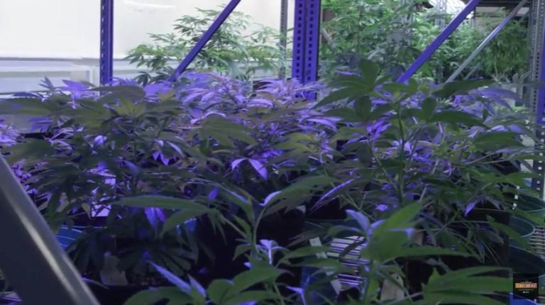 SolarSystem 550 VEG - LED лампа для выращивания растений