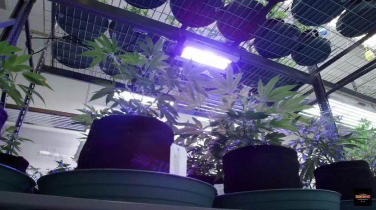 SolarSystem 550 VEG - LED лампа для выращивания растений