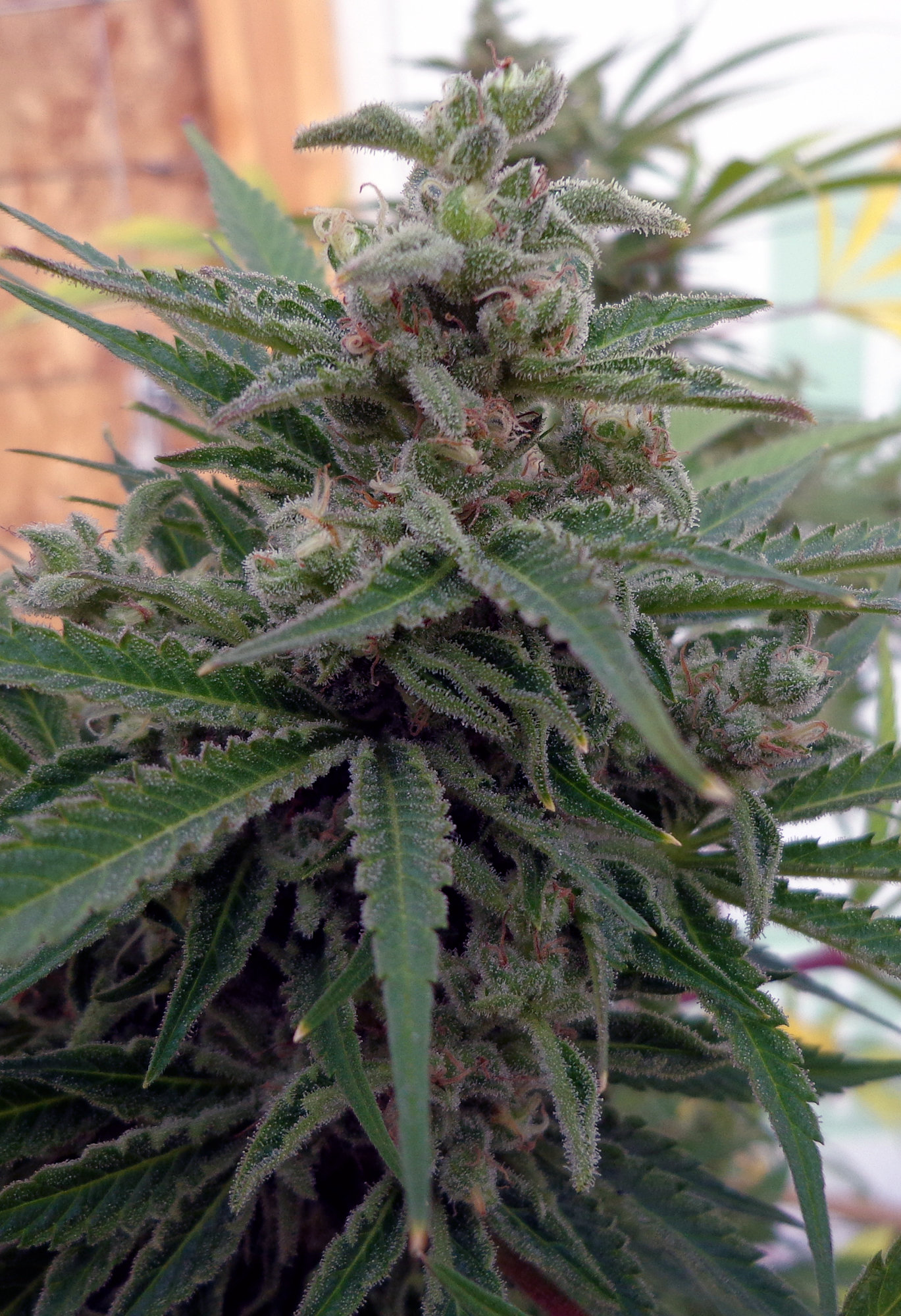 Rare Dankness - Flo OG (reg.)