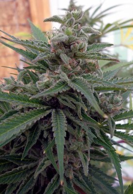 Rare Dankness - Flo OG (reg.) 05463
