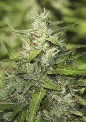 Spanish Seeds - Auto Jack Herer (50 auto/fem.)