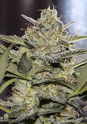 Spanish Seeds - Auto Zkittlez (50 auto/fem.)