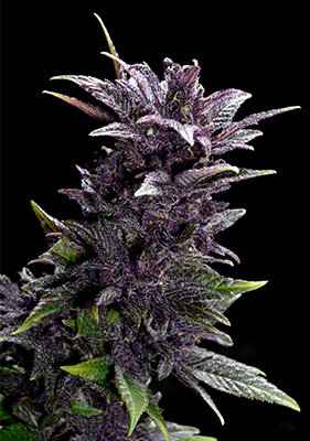 Spanish Seeds - Auto Purple (50 auto/fem.)