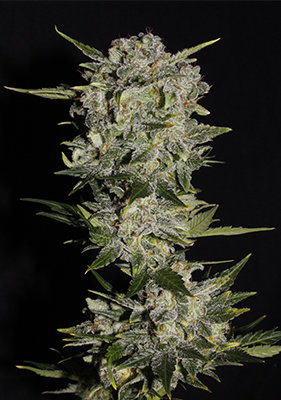 Spanish Seeds - Auto Super Bud (50 auto/fem.)