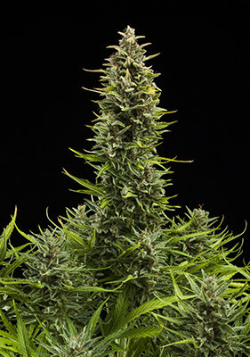 Spanish Seeds - Auto Somango (50 auto/fem.)