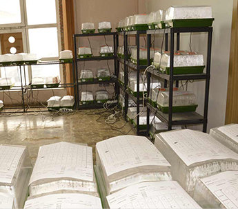 Spanish Seeds - Auto New York Diesel x Auto Blueberry (50 auto/fem.)