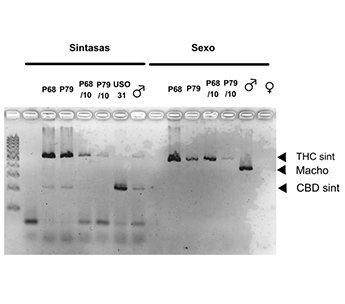 Spanish Seeds - Auto New York Diesel x Auto Blueberry (50 auto/fem.)
